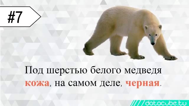13 интересных фактов о медведях белый, бурый, гризли и солнечный медведь смотреть онлайн
