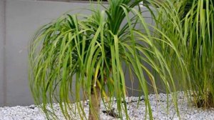 Нолина (Бокарнея) -  секреты выращивания в домашних условиях.