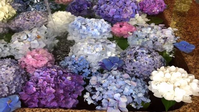 AJISAI OR HYDRANGEAS ON WISHING WELL JAPAN смотреть онлайн