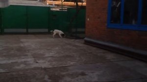 Английский Спрингер Спаниель 4 месяца. Игра.