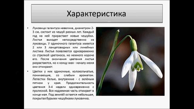 Галантусы – подснежники