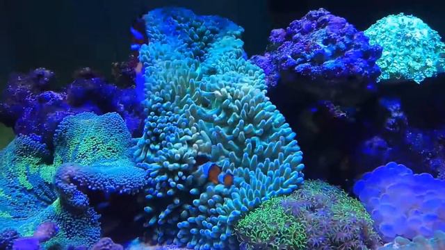 AQUARIUM LAUT NEMO (CLOWN FISH) DENGAN ANEMONE!!! смотреть онлайн