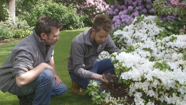 How To Grow Rhododendrons | Grow At Home | Royal Horticultural Society