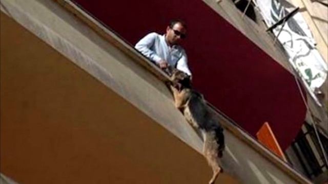 Собака провисела на цепи 5 часов. Прохожие столбенели, наблюдая эту картину смотреть онлайн