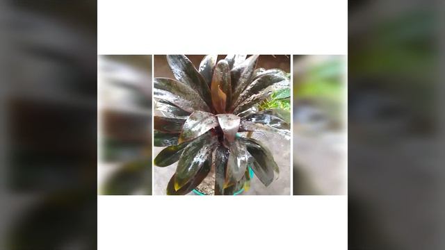 Varieties of Dracena plants. смотреть онлайн