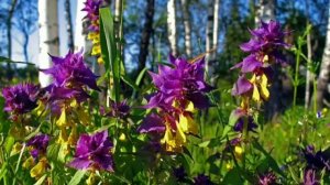 презентация луговые цветы