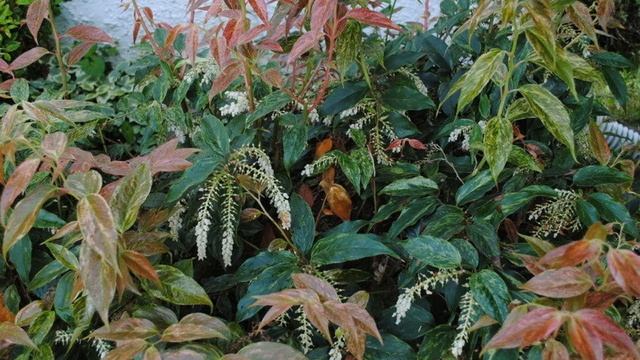 Leucothoe Rainbow - Landscaping Ideas - Eichenlaub