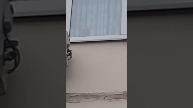 Иду домой, поднимаю голову, смотрю в окно, руки дрожат от холода, а там ждёт он, смотрит, кот