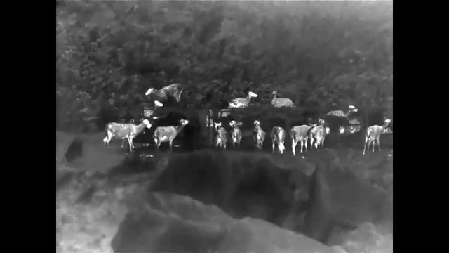 Red Deer in SW Scotland with the new Guide IR517 640x480 Thermal Imaging смотреть онлайн