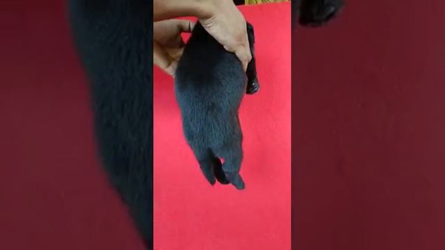 LABRADOR Puppy Heavy Quality Puppy Price In Delhi @rkpetbazardelhincr3285  Deal On Quality Puppy