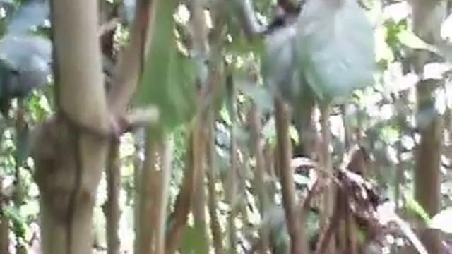 Red Colobus Monkeys in Zanzibar смотреть онлайн