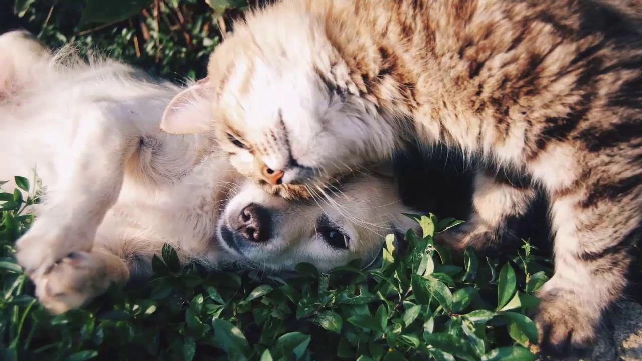 Какие же они преданные друзья! Любите их, дарите тепло и внимание. смотреть онлайн