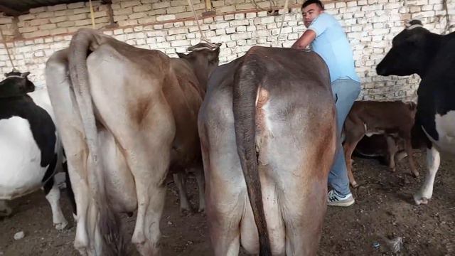 Shahidon Mol Bozori Sigirlar Va ģunajinlar Narhlari 20.06.2023yil+99833.781.14.04