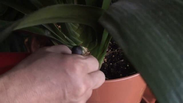 20150404 das Problem von Clivia Blumen смотреть онлайн