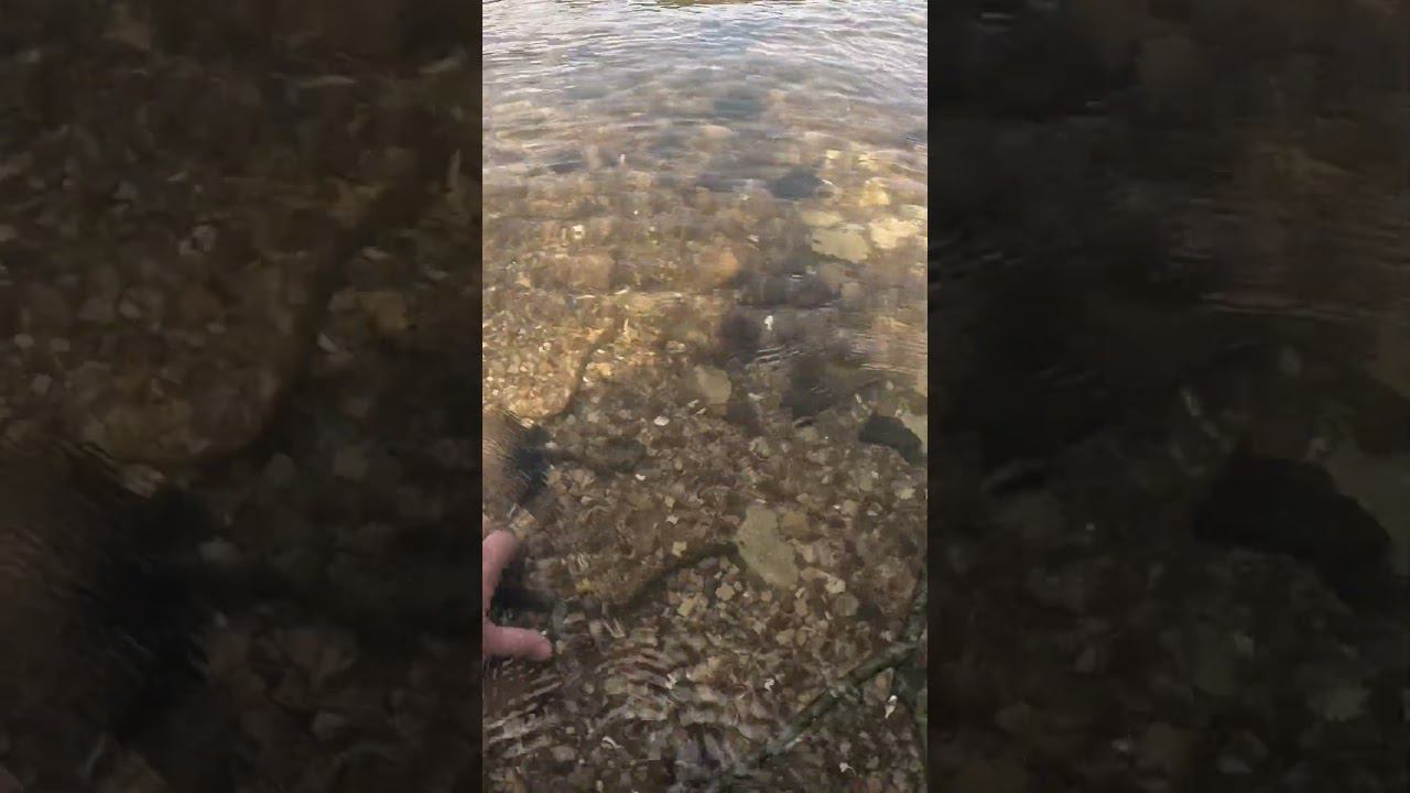 Нерест миноги смотреть онлайн