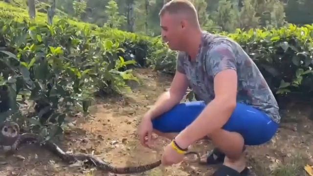 The King cobra to take in hand. Chiropractor Russia Костоправ Ростов-НА-Дону смотреть онлайн