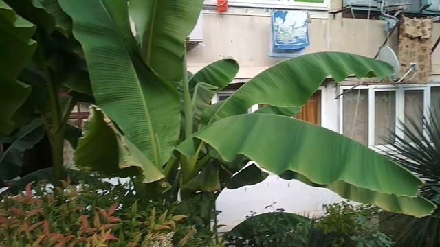 Сочи. Банановые пальмы.. смотреть онлайн