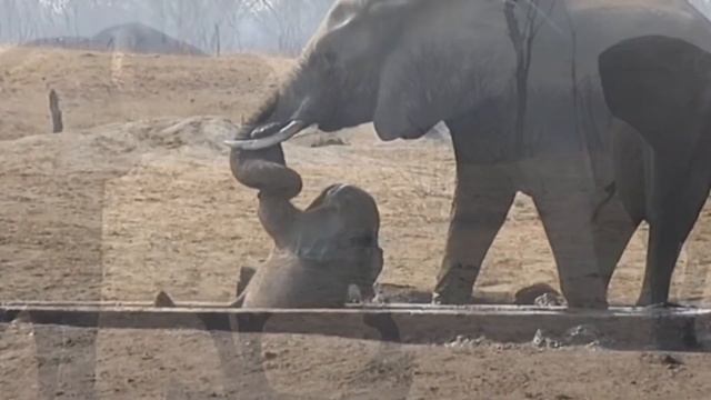 Сложные ситуации, в которые попадают животные в дикой природе смотреть онлайн