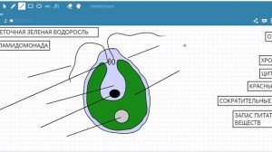 Хламидомонада строение