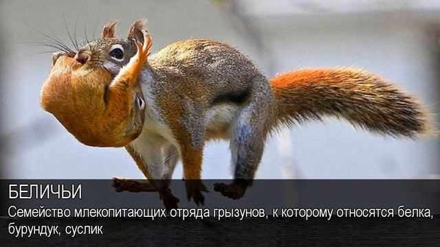 Беличьи. Толковый Видеословарь русского языка смотреть онлайн