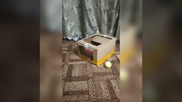 После сна всегда игра мейн-кун котёнок, лучшая игра с коробкой и мячиком🤣 (2,5 месяца) смотреть онлайн