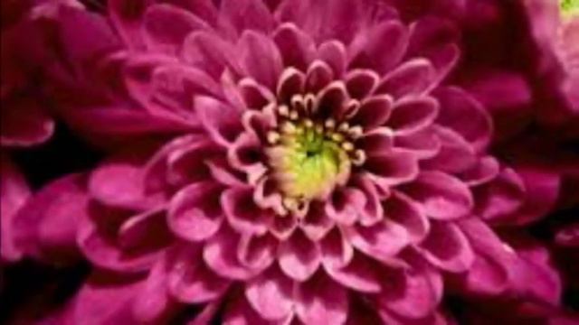 pink - nature full of the girlies color смотреть онлайн