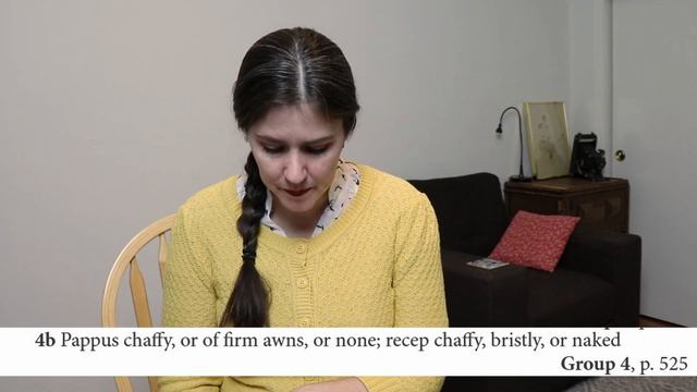 Gaillardia aristata -using a key to find genus & species - Blanket Flower - Learn Asteraceae anatom смотреть онлайн