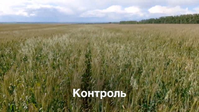 АКСИАЛ 50 - Надежный контроль овсюга, Башкирия смотреть онлайн