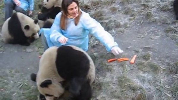 Baby Pandas in Wolong Panda Reserve, China