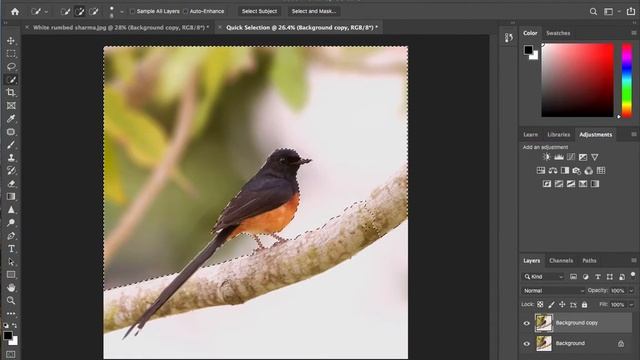 For beginners- photoshop tricks-How to blur background in photoshop || Bird photography смотреть онлайн