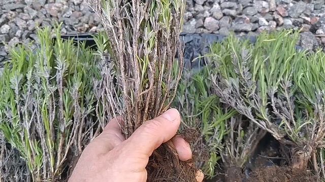 Посадка узколистной лаванды " Синева ". смотреть онлайн