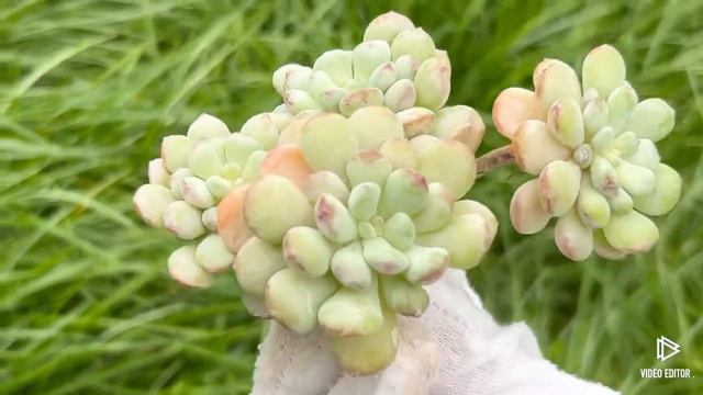 Graptoveria ‘Pearl Bean’ смотреть онлайн