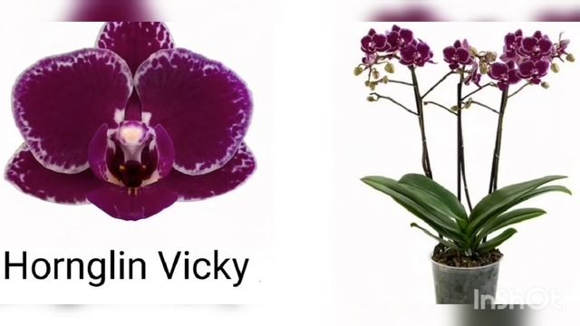 ОРХИДЕИ с НАЗВАНИЯМИ. Пурпурные, фиолетовые, бордовые и пёстрые. Orchids with names. смотреть онлайн