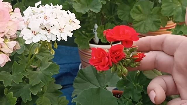 ДОРОГИЕ И НЕ ОЧЕНЬ СОРТА ПЕЛАРГОНИЙ В СРАВНЕНИИ // КОЛЛЕКЦИЯ ЛИПАТОВОЙ АНАСТАСИИ смотреть онлайн