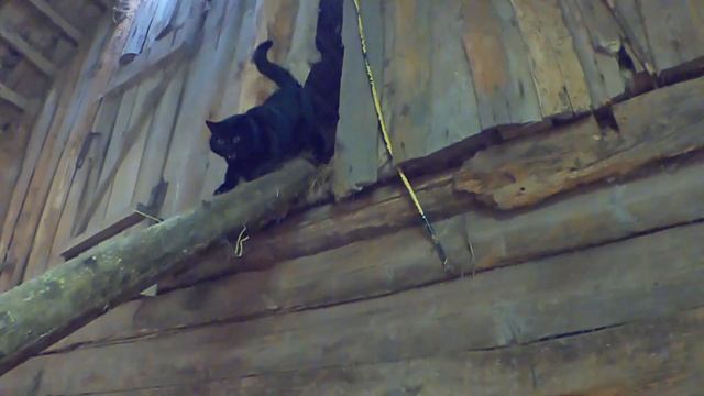 ДОЛГОЖДАННЫЙ ОТЁЛ! У коровы Фанты РОДИЛСЯ телёнок! смотреть онлайн