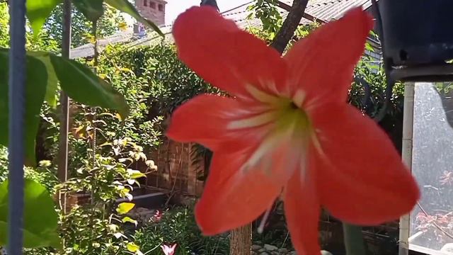 Комнатная лилия и декабрист цветут🌺🌿 смотреть онлайн