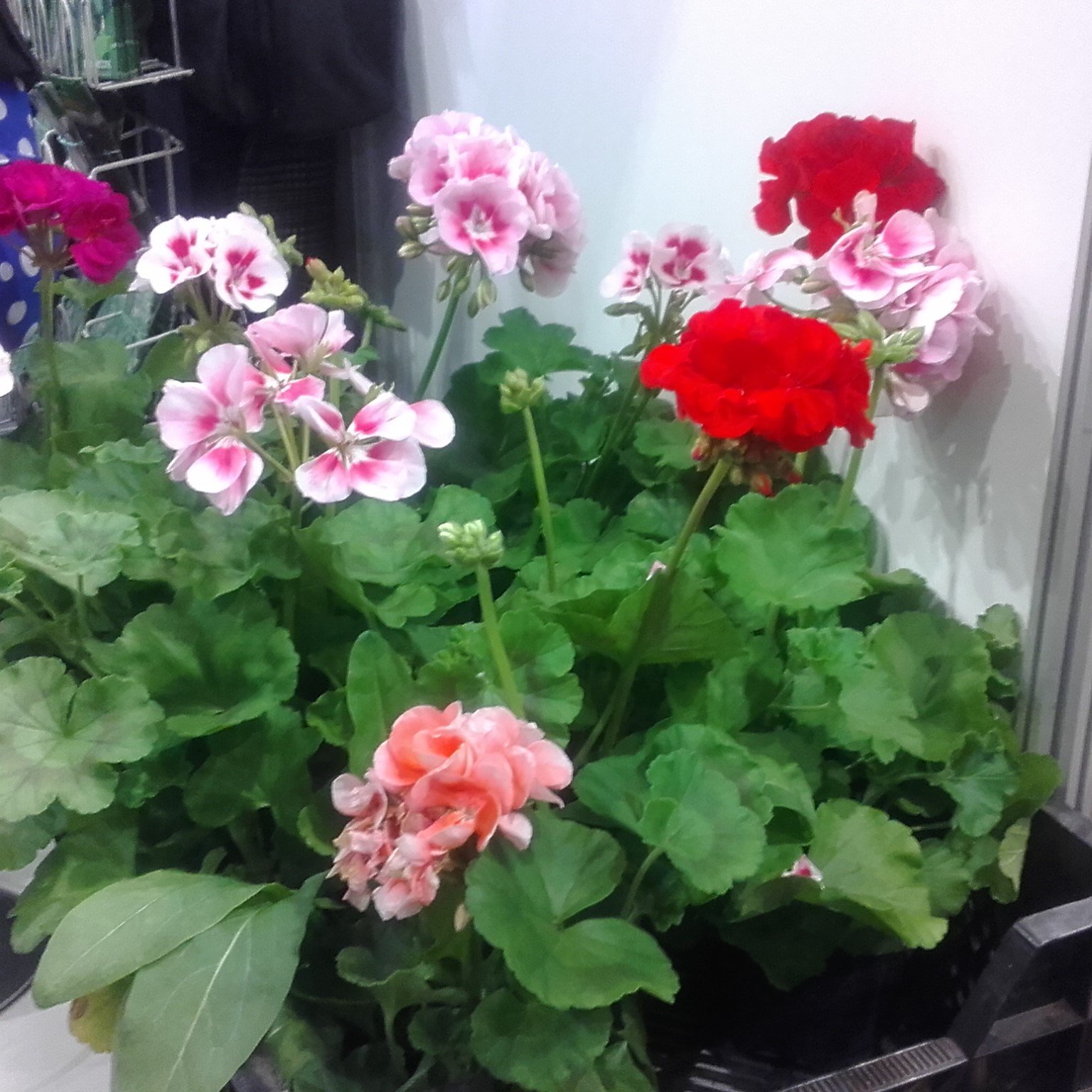 СРОЧНО! ОТКРЫЛАСЬ ВЫСТАВКА-ПРОДАЖА "ДАЧА, САД, ЛАНДШАФТ" НА ВДНХ !!! ЦВЕТЫ и ЦВЕТУЩИЕ КУСТАРНИКИ! смотреть онлайн