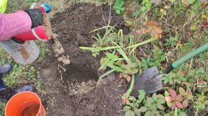 Как сажаю плетистую розу в грунт, есть нюанс