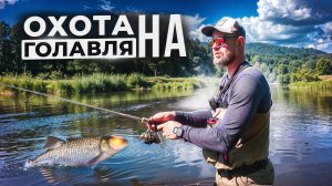 Как поймать крупного голавля летом. На что клюёт голавль. Рыбалка на хищника, малые реки России