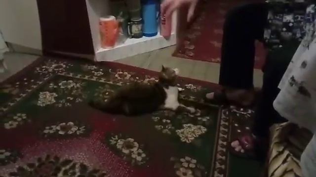 Кошка бука нападает на руку хозяина смотреть онлайн