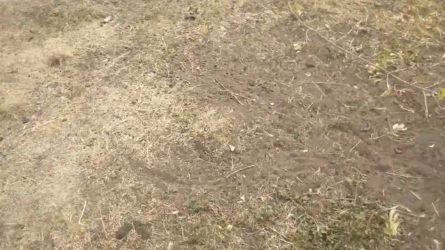 Составил кучу веток! Чуть не задавила козочку во время съёмки этого видео... смотреть онлайн