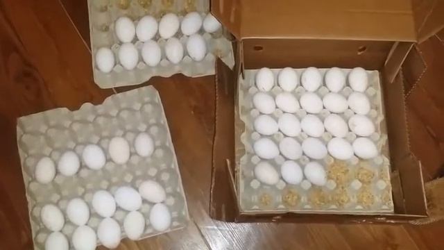 Купила инкубационное яйцо В-33.. смотреть онлайн