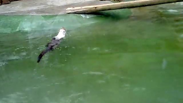 Выдра плавает на спине смотреть онлайн