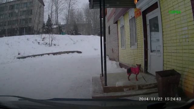 Случайная СОБАКА попала на канал смотреть онлайн