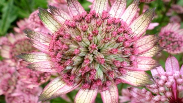 Astrantia major (HD1080p) смотреть онлайн