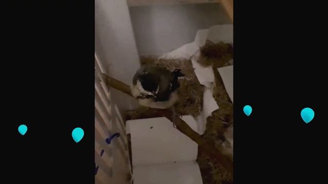 Спасли птенца синицы! Как выкормили птенца синицы. A chickadee chick was saved! смотреть онлайн