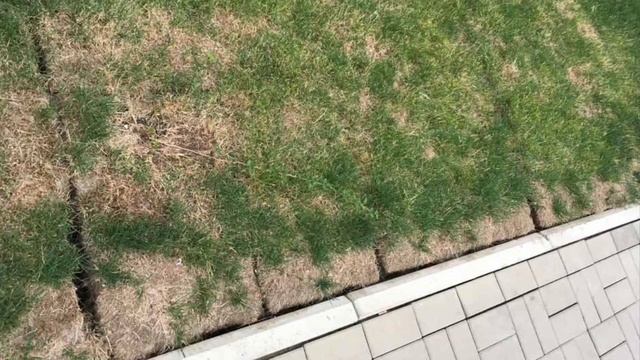 Гибель зелёных насаждений смотреть онлайн