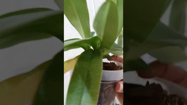 Грунт для пафиопедилума смотреть онлайн