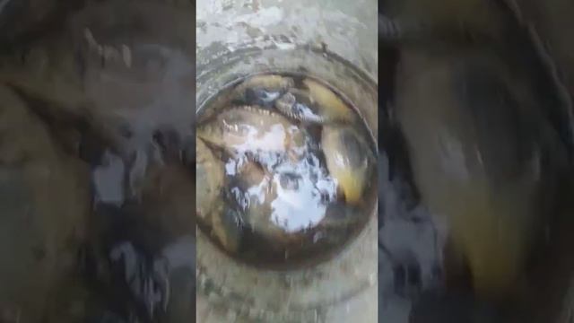 Рыбалка в баксане смотреть онлайн