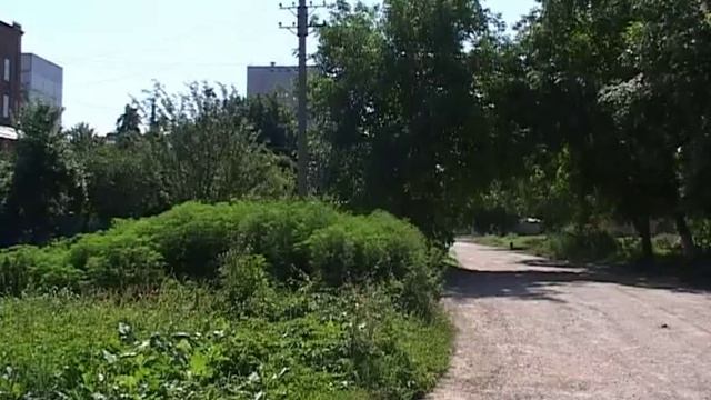 новости армавир 1308 амброзия